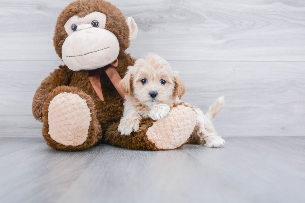 Smart Maltipoo Poodle Mix Pup