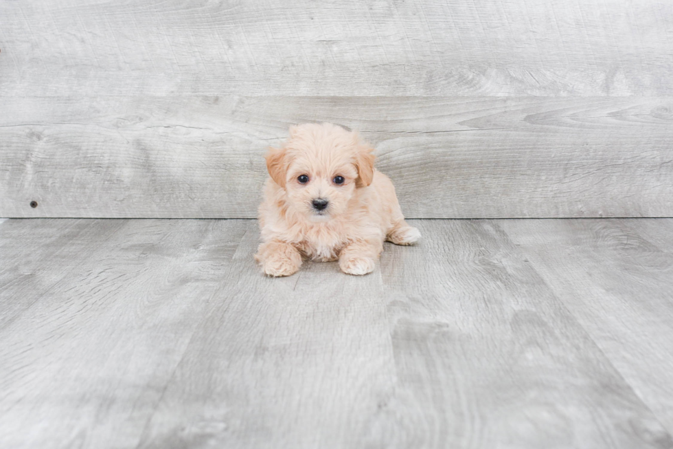 Maltipoo Puppy for Adoption