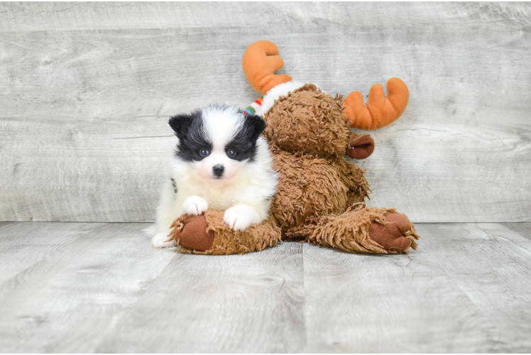 Sweet Pomeranian Purebred Puppy