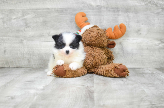 Sweet Pomeranian Purebred Puppy