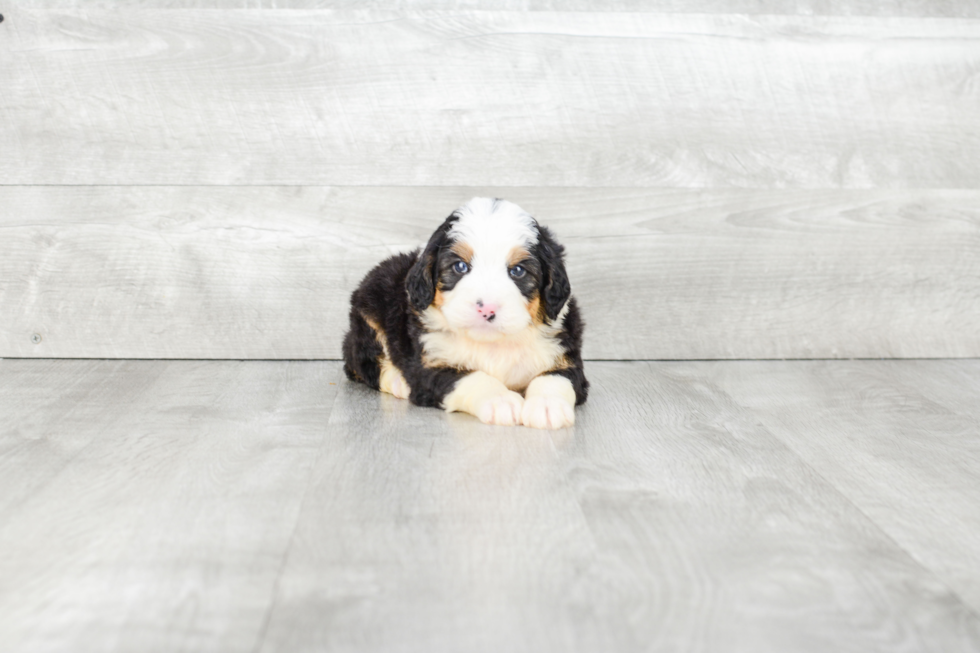 Petite Mini Bernedoodle Poodle Mix Pup