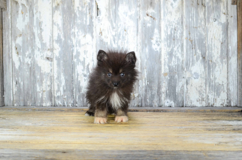 Cute Pomsky Baby