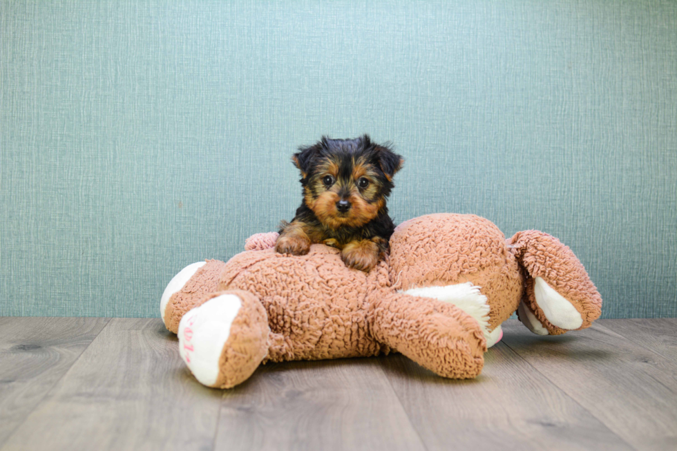 Meet Jeremy - our Yorkshire Terrier Puppy Photo 