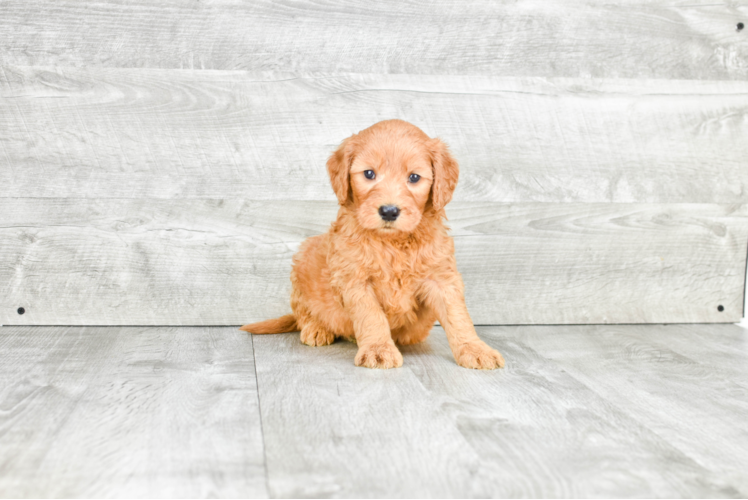 Best Mini Goldendoodle Baby