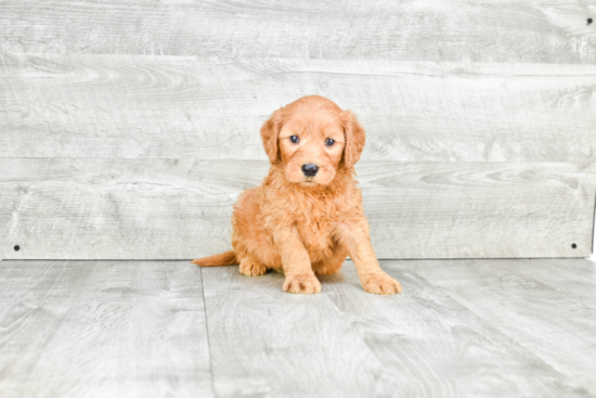 Best Mini Goldendoodle Baby