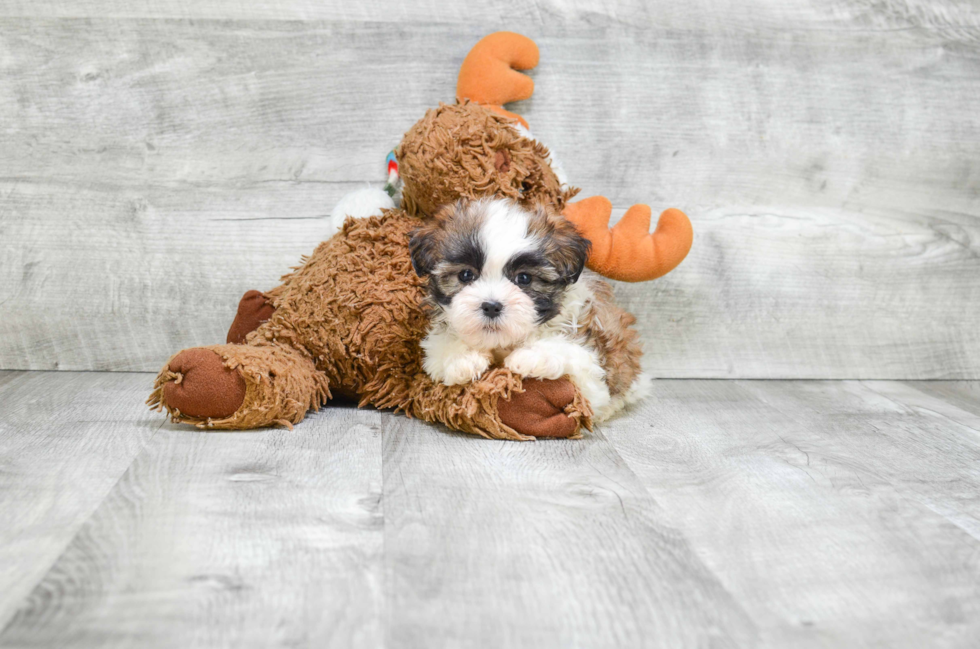 Fluffy Teddy Bear Designer Pup