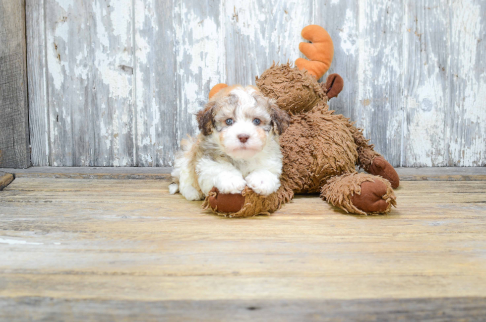 Adorable Havanese Purebred Puppy