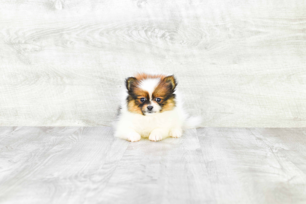 Playful Pomeranian Purebred Pup