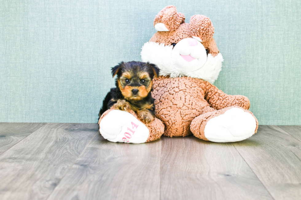 Meet Timmy - our Yorkshire Terrier Puppy Photo 