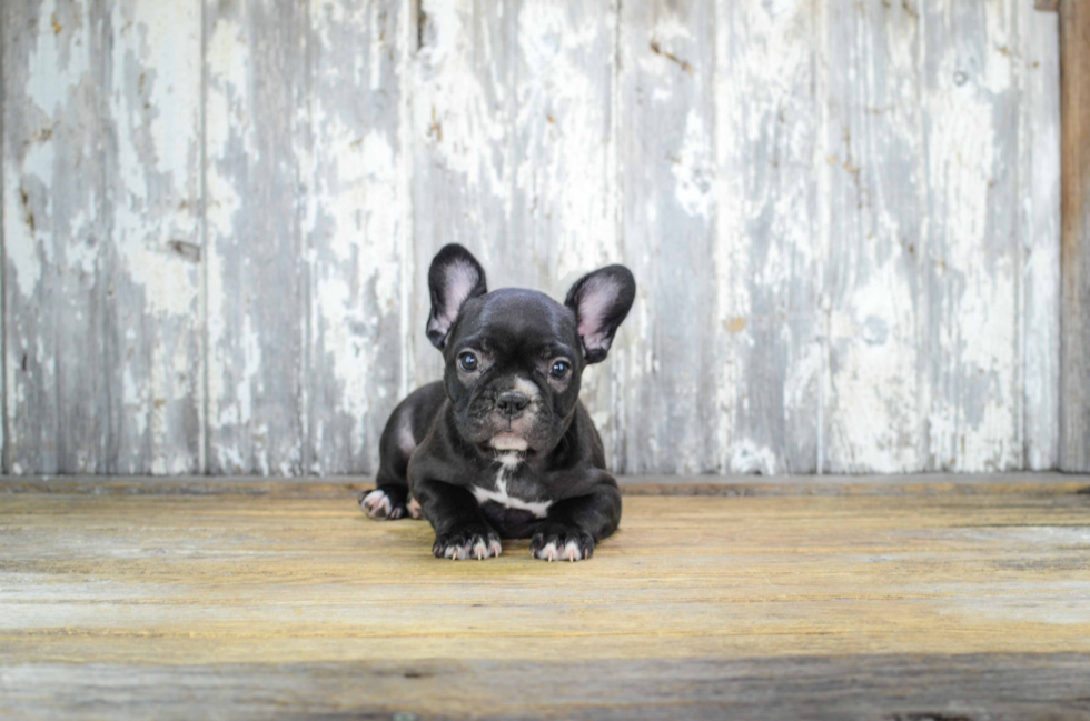 French Bulldog Pup Being Cute