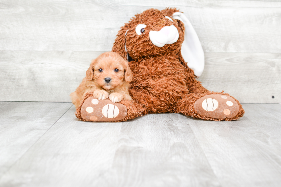 Friendly Cavachon Baby