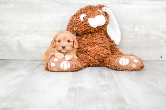 Friendly Cavachon Baby