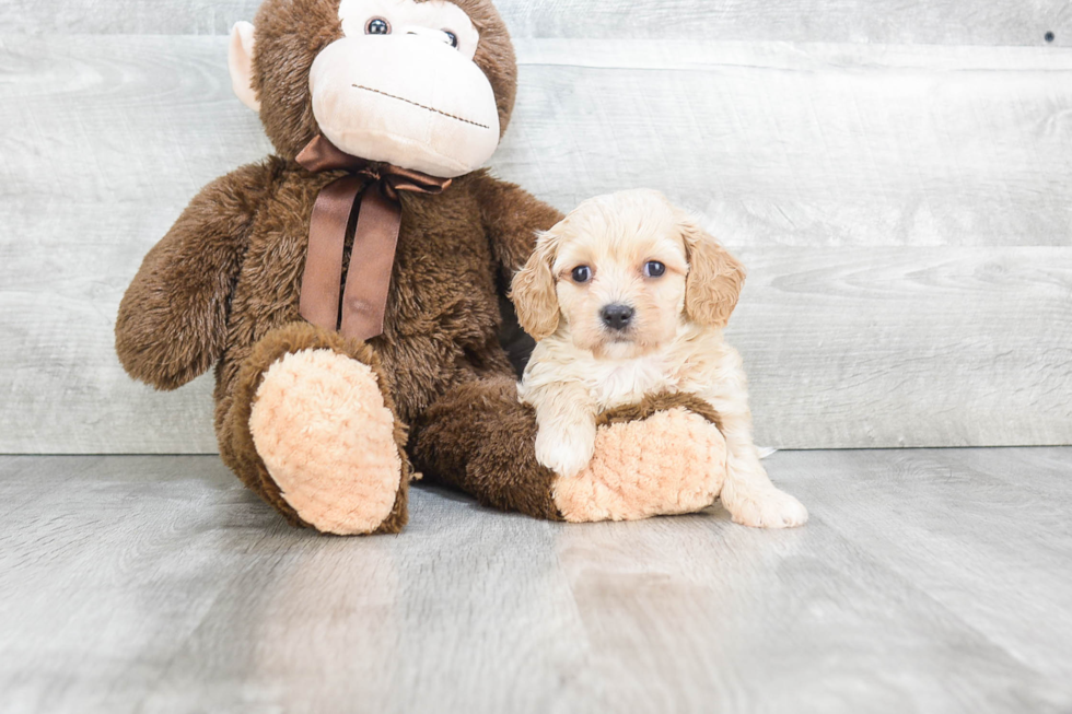 Adorable Cavalier Designer Puppy