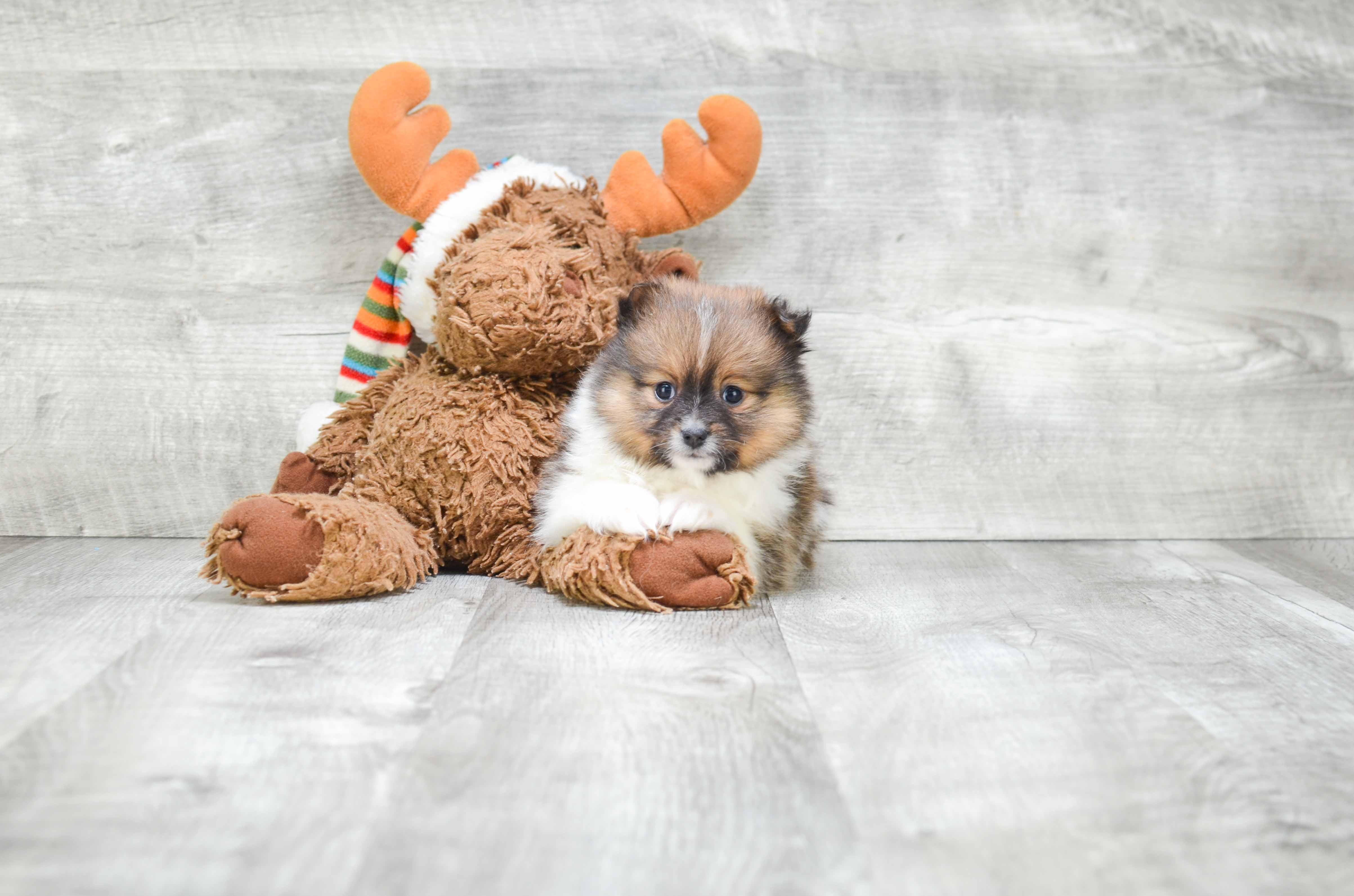 Sweet Pomeranian Purebred Puppy