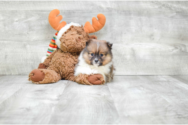 Sweet Pomeranian Purebred Puppy