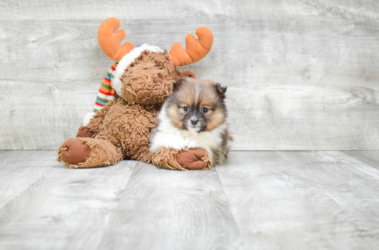 Sweet Pomeranian Purebred Puppy