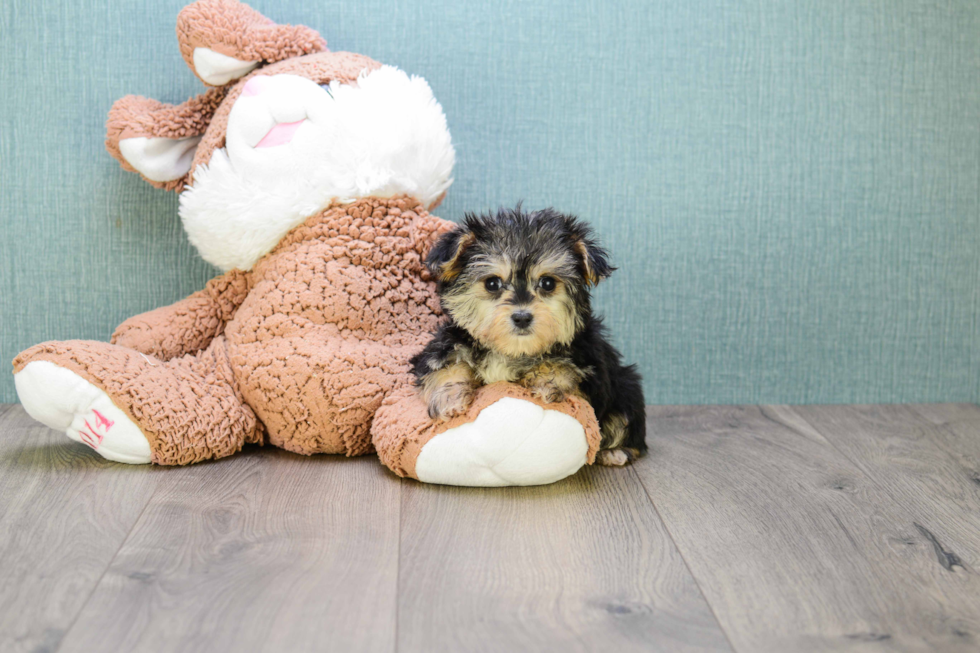 Friendly Morkie Baby