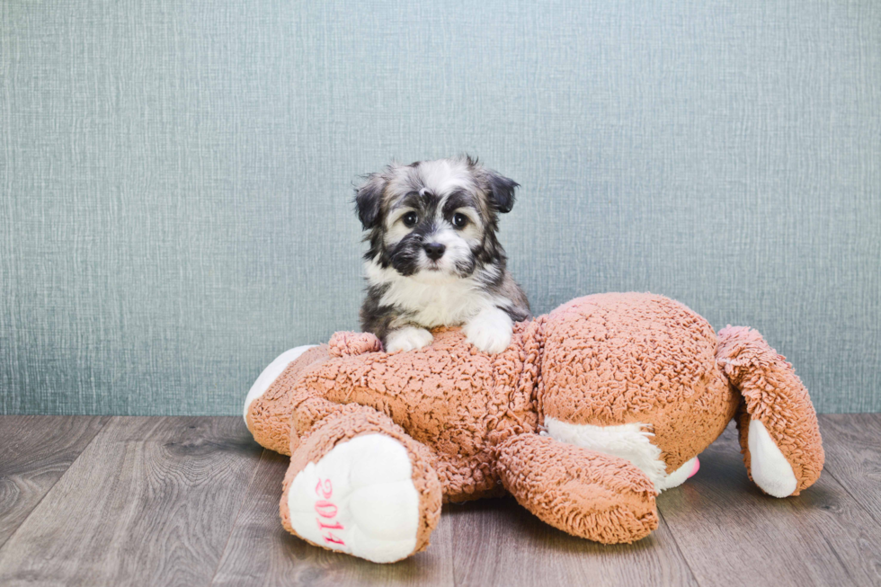 Akc Registered Havanese Baby