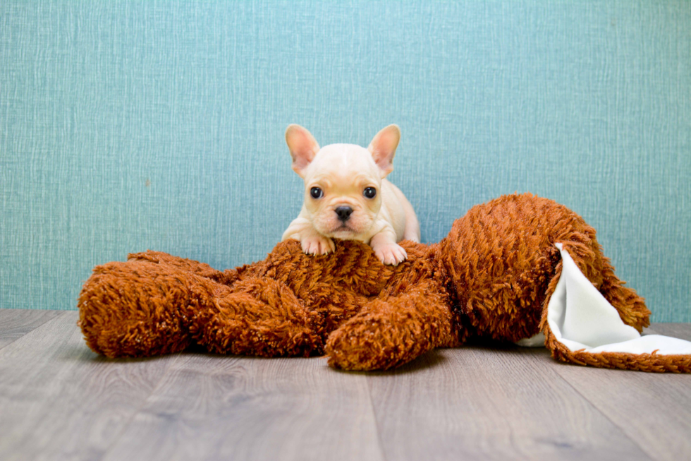 Funny French Bulldog Baby