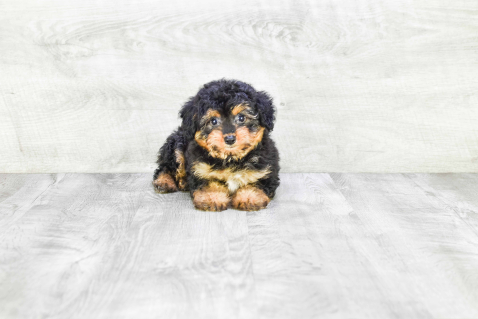 Mini Aussiedoodle Pup Being Cute