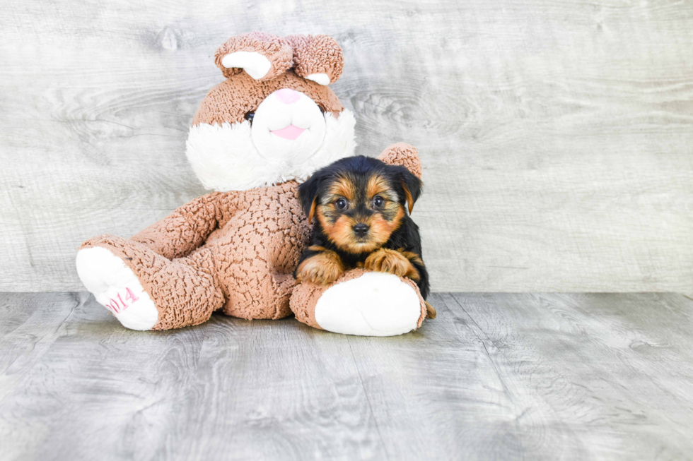 Meet Lisa - our Yorkshire Terrier Puppy Photo 