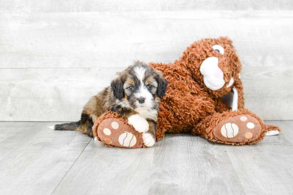 Best Mini Bernedoodle Baby