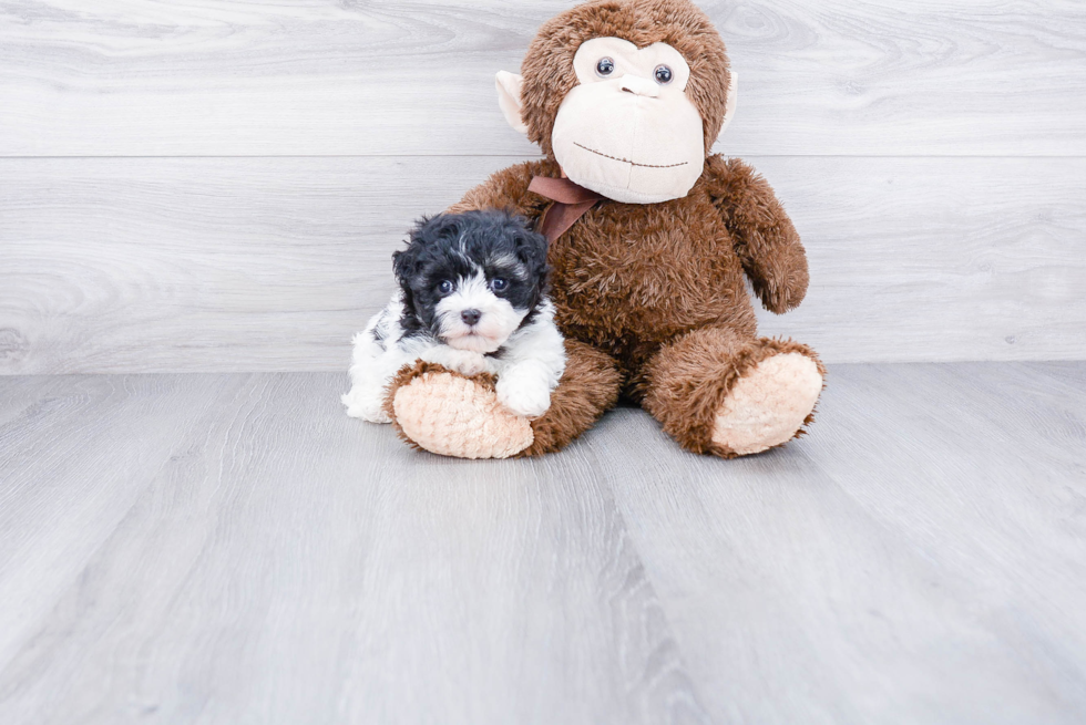 Playful Havanese Baby