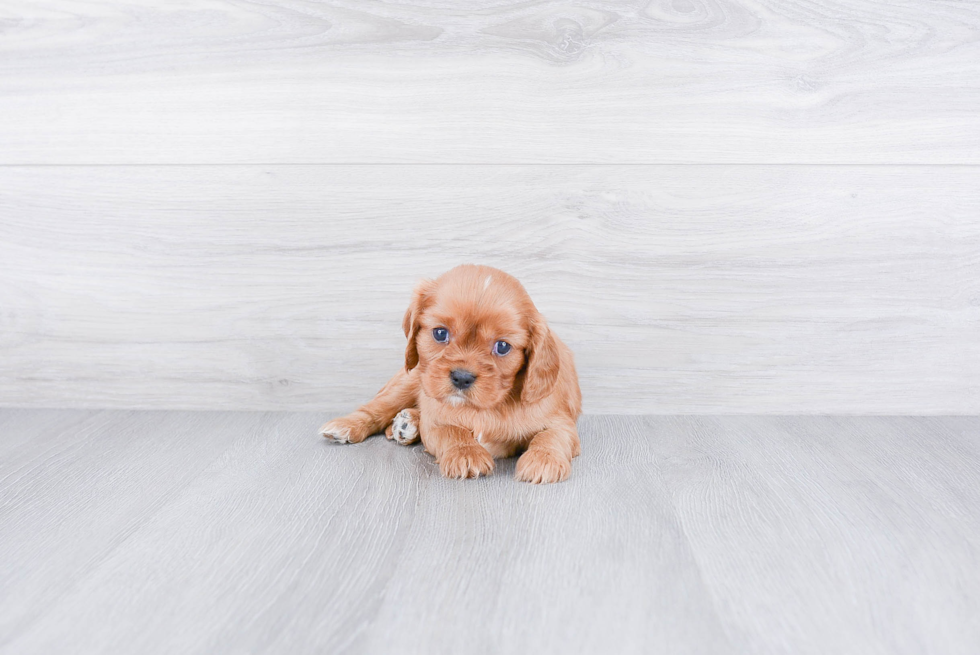 Happy Cavalier King Charles Spaniel Purebred Puppy