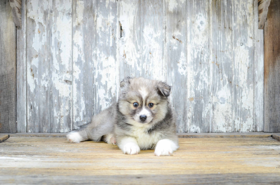 Playful Mini Husky Designer Puppy