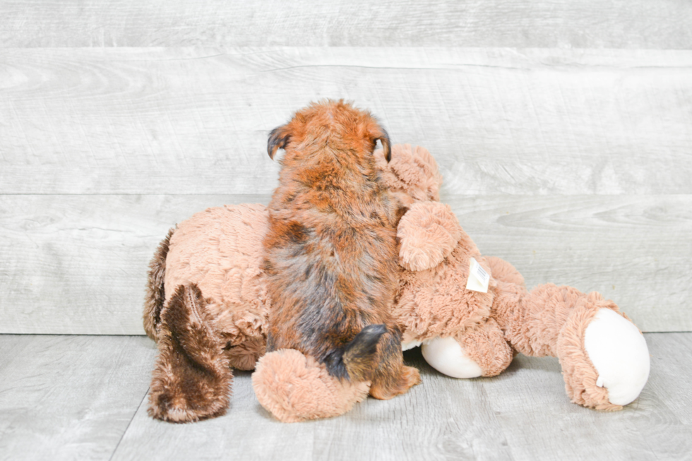 Fluffy Shorkie Designer Pup