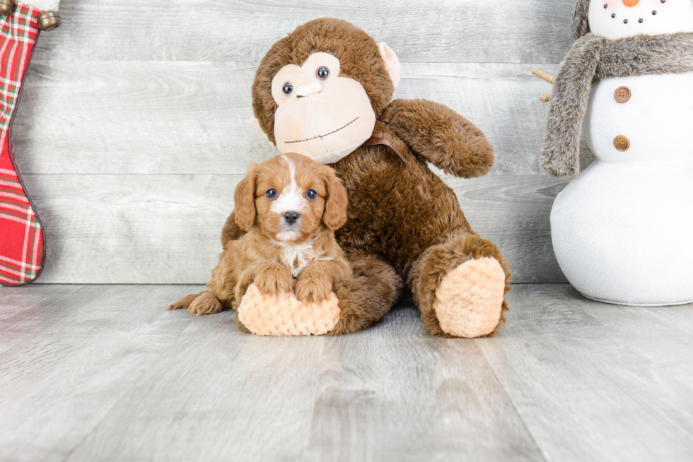 Best Cavapoo Baby