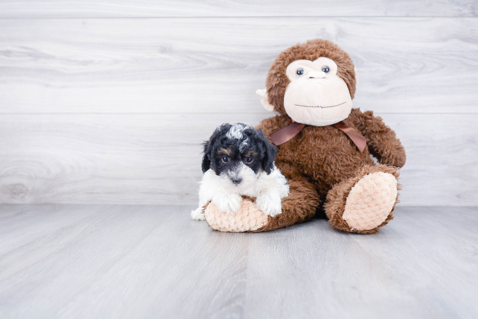Little Maltepoo Poodle Mix Puppy