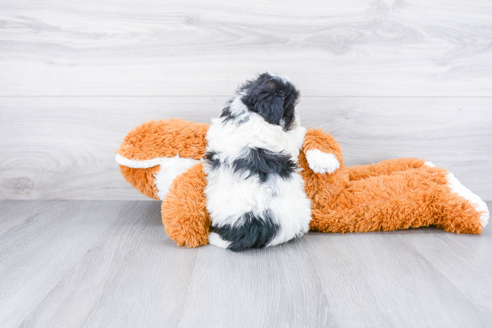 Hypoallergenic Havanese Purebred Pup