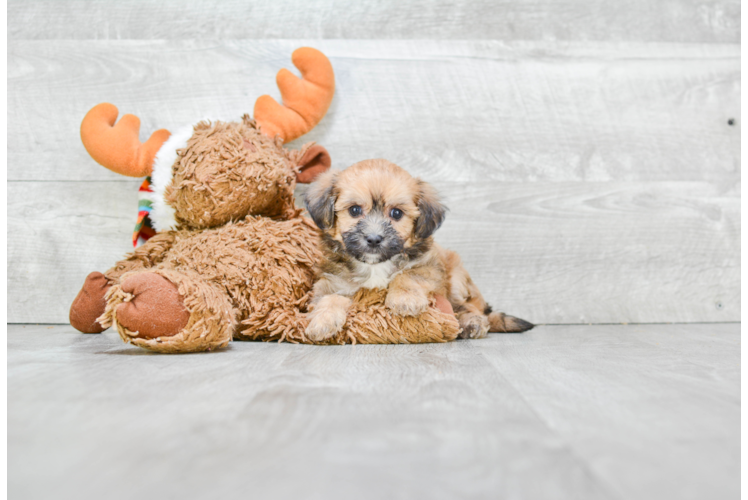 Maltipoo Puppy for Adoption