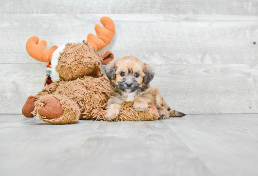 Maltipoo Puppy for Adoption