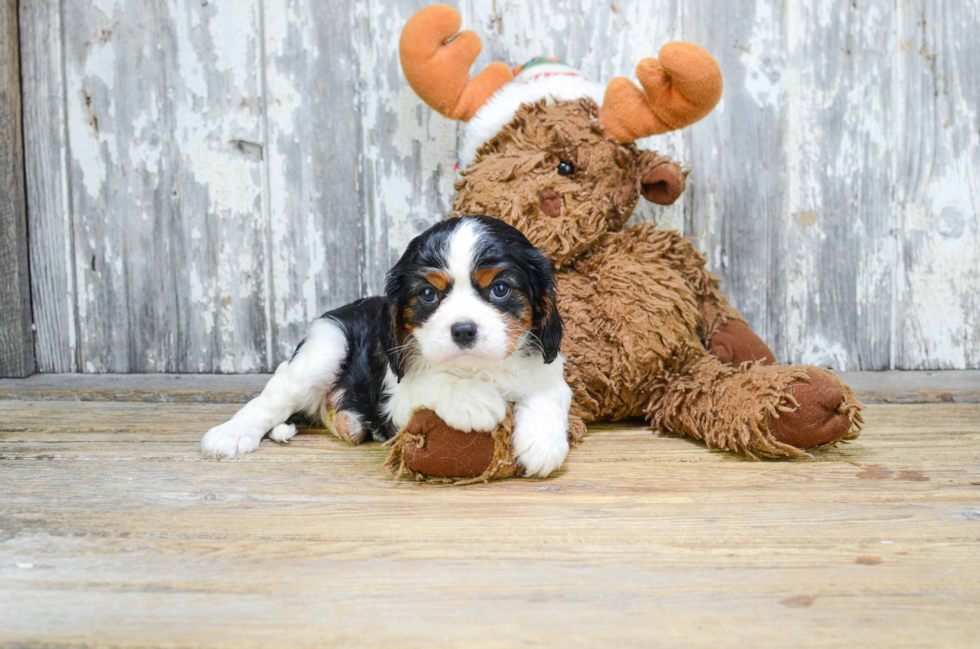 Petite Cavalier King Charles Spaniel Purebred Puppy