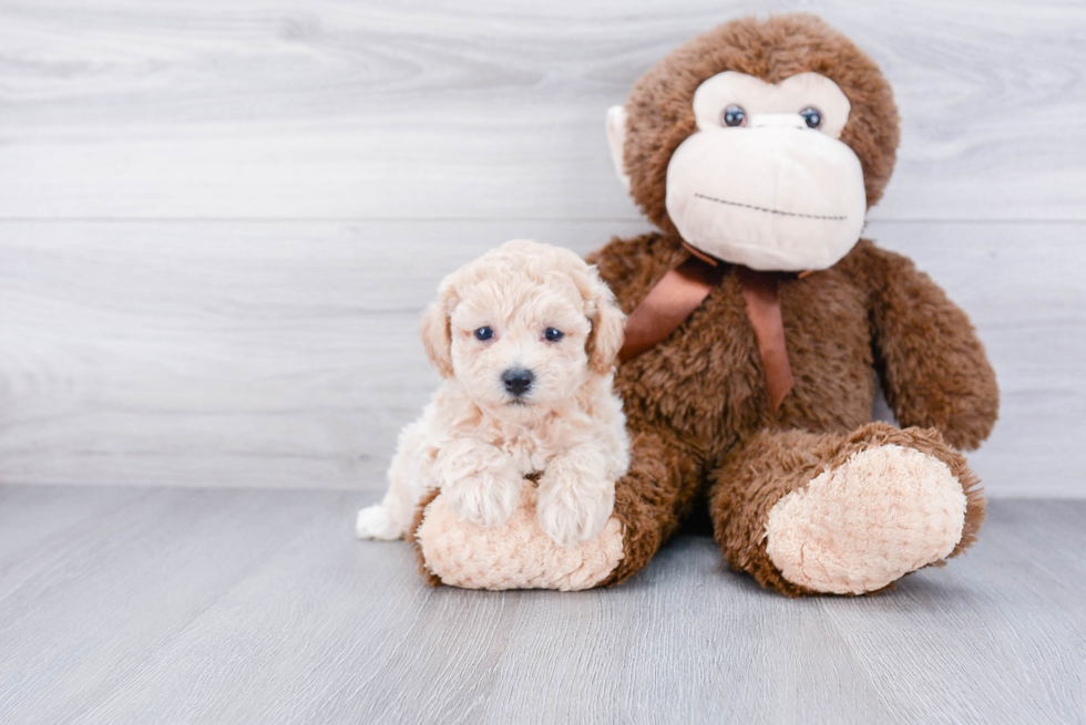 Friendly Maltipoo Baby