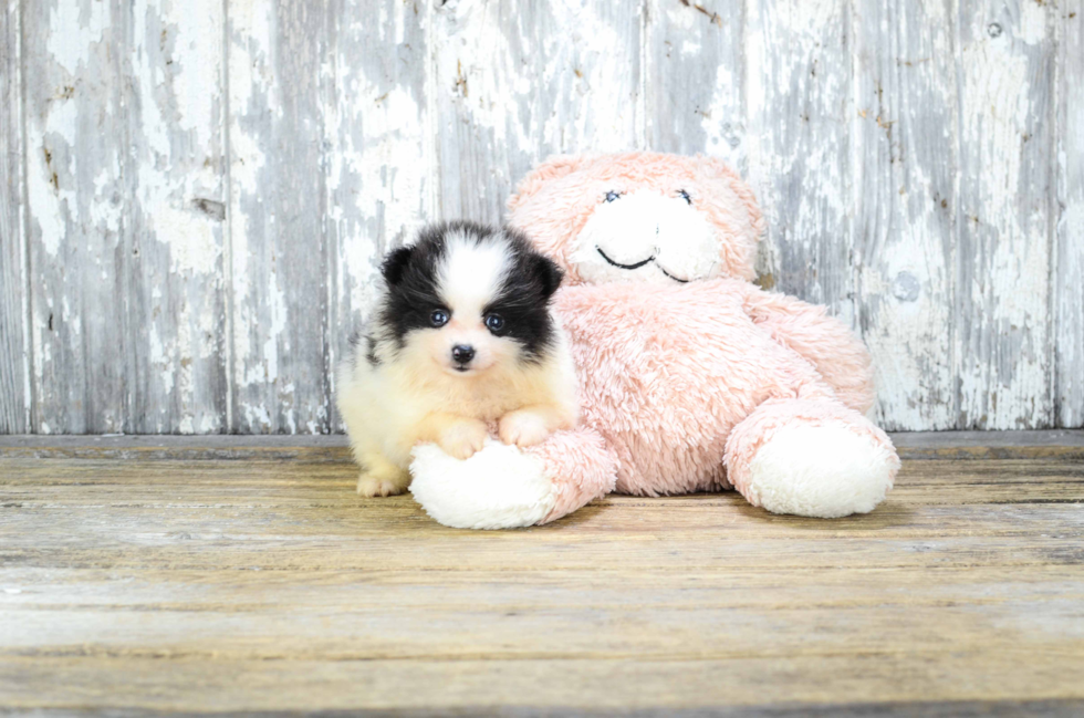 Pomeranian Pup Being Cute