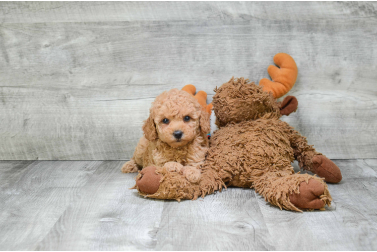 Poodle Pup Being Cute