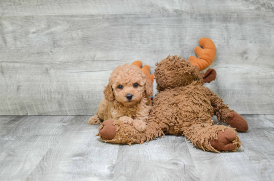 Poodle Pup Being Cute