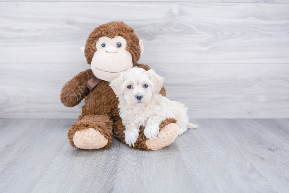 Smart Maltipoo Poodle Mix Pup