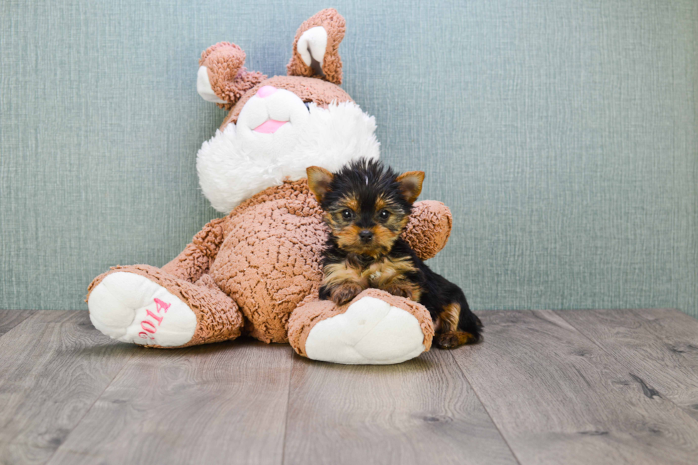 Meet Heidi - our Yorkshire Terrier Puppy Photo 