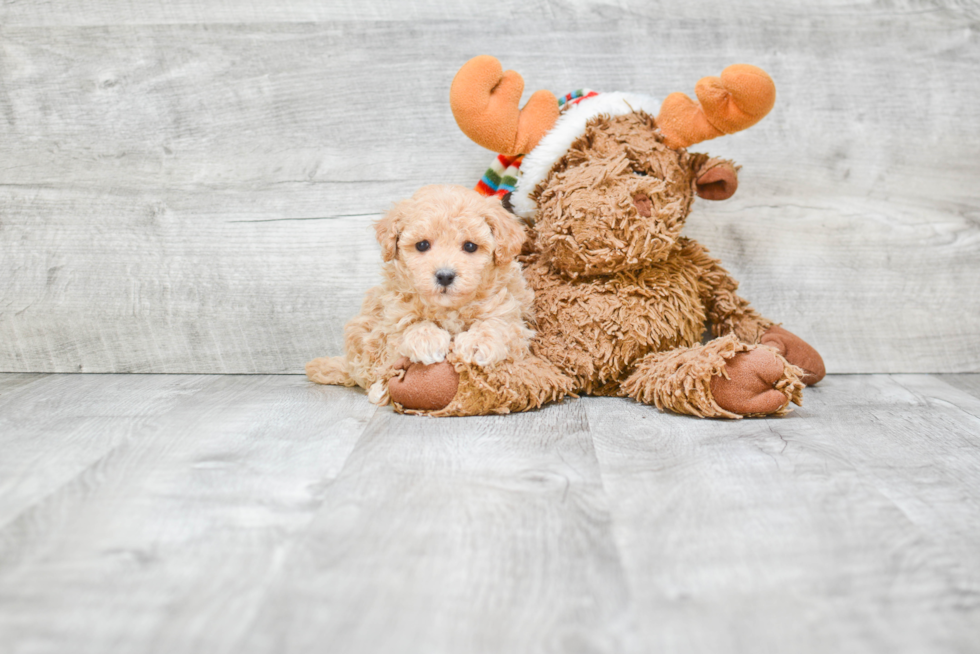 Maltipoo Puppy for Adoption