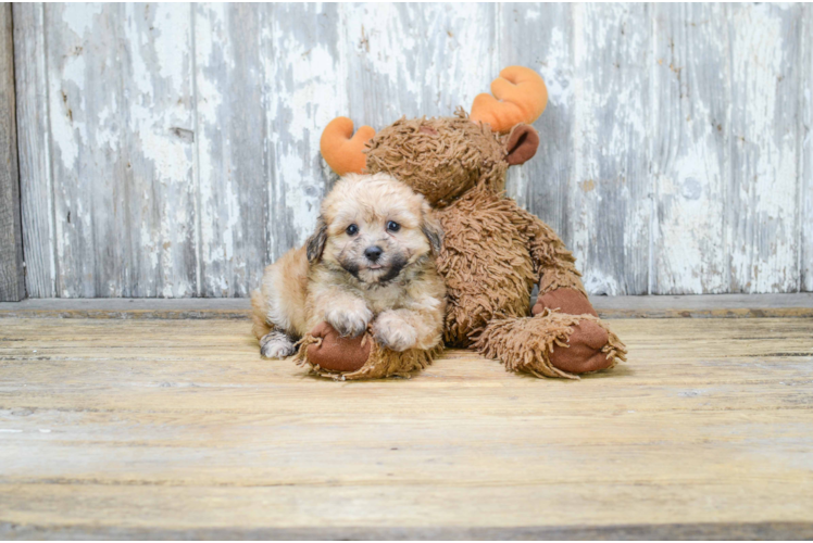 Teddy Bear Pup Being Cute