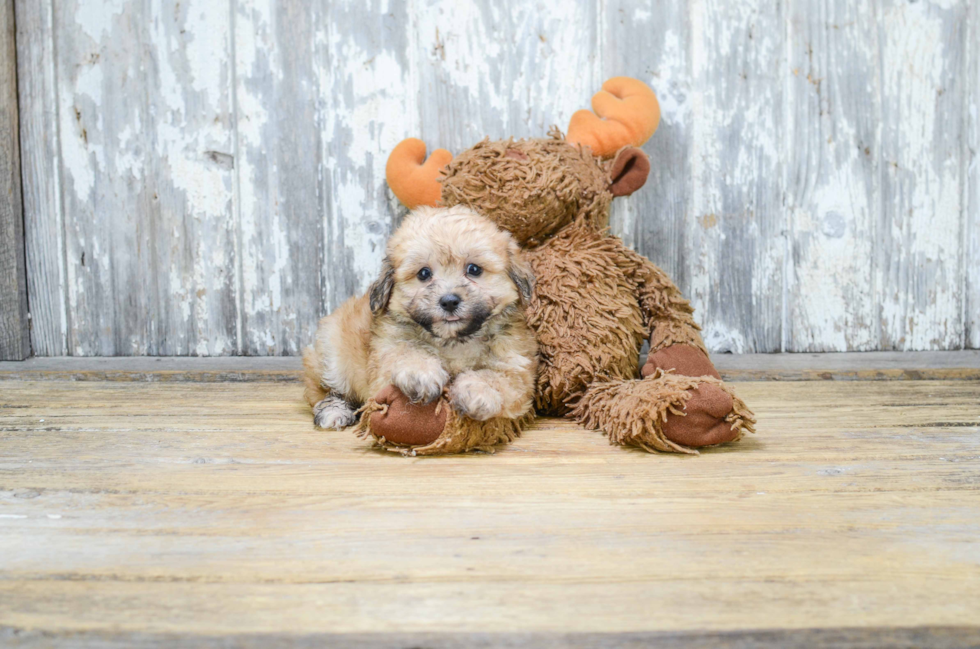 Teddy Bear Pup Being Cute