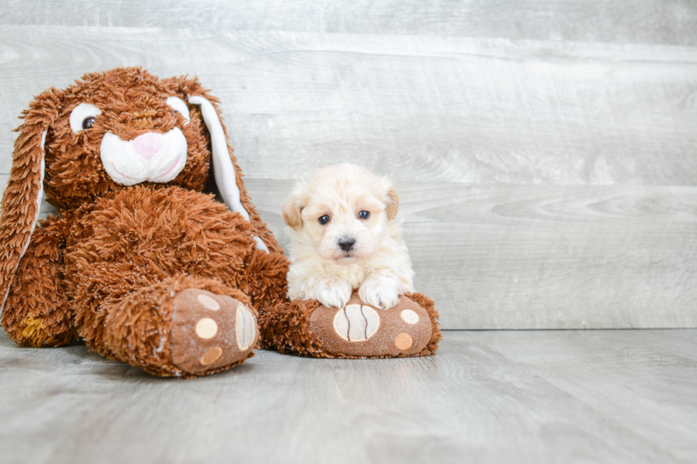 Fluffy Maltipoo Poodle Mix Pup