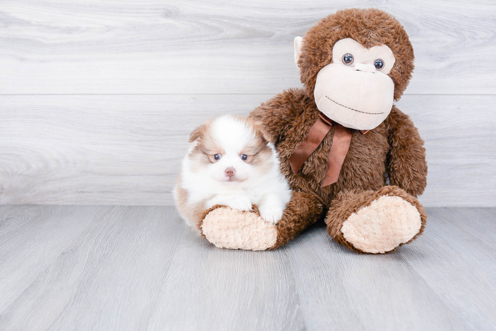 Cute Pomeranian Purebred Puppy