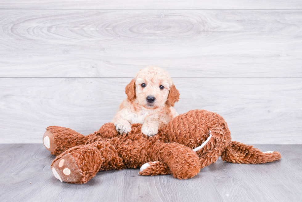 Hypoallergenic Golden Retriever Poodle Mix Puppy