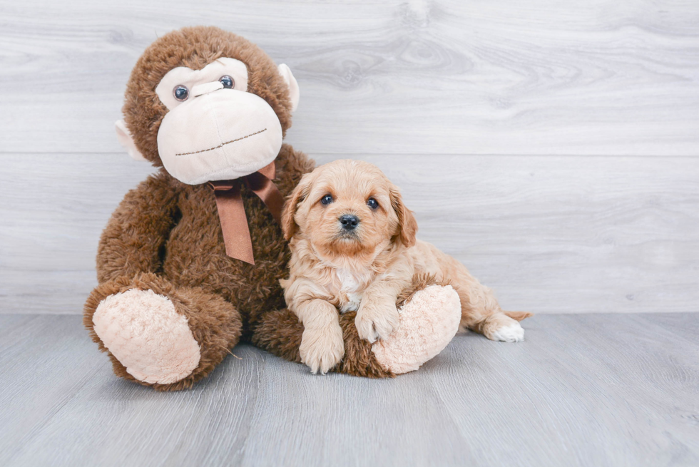 Sweet Cavapoo Baby