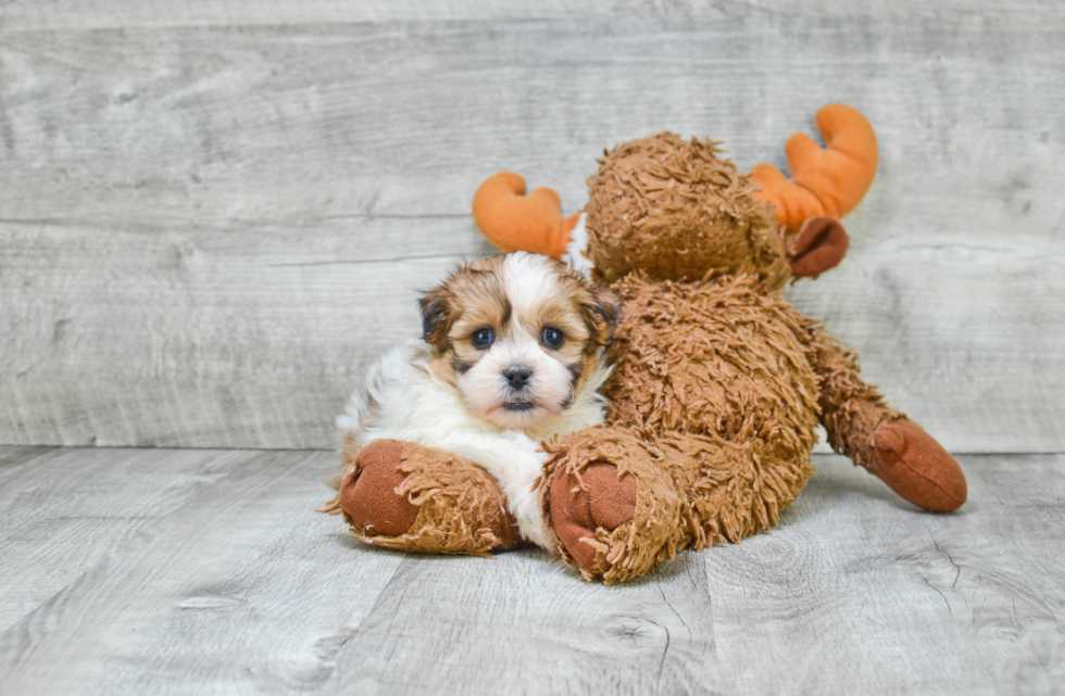 Fluffy Teddy Bear Designer Pup